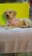 Labrador Retriever Puppies for sale in Hialeah, FL, USA. price: NA
