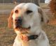 Labrador Retriever Puppies for sale in Wauseon, OH 43567, USA. price: NA