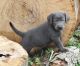 Labrador Retriever Puppies for sale in Springfield, OH, USA. price: $1,000