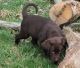Labrador Retriever Puppies for sale in Springfield, OH, USA. price: $600