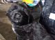 Labrador Retriever Puppies for sale in Maricopa, CA 93252, USA. price: NA
