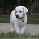 Labrador Retriever Puppies for sale in Washington, DC, USA. price: $310