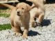 Labrador Retriever Puppies for sale in Beaver Creek, CO 81620, USA. price: NA