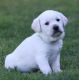 Labrador Retriever Puppies for sale in Jersey City, NJ, USA. price: NA