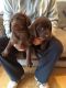 Labrador Retriever Puppies for sale in Gilbert, AZ, USA. price: NA