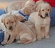 Labrador Retriever Puppies for sale in Doddridge, Sulphur Township, AR 71826, USA. price: NA
