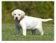 Labrador Retriever Puppies for sale in Louisville, KY, USA. price: NA