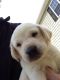 Labrador Retriever Puppies for sale in Kinston, NC, USA. price: NA