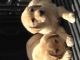 Labrador Retriever Puppies for sale in Accomac, VA 23301, USA. price: NA