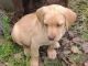 Labrador Retriever Puppies for sale in Doddridge, Sulphur Township, AR 71826, USA. price: NA