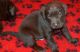 Labrador Retriever Puppies for sale in Worcester, MA, USA. price: NA