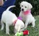 Labrador Retriever Puppies for sale in New York, NY, USA. price: NA