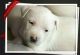 Labrador Retriever Puppies for sale in Gardena, CA, USA. price: NA