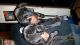 Labrador Retriever Puppies for sale in Conroe, TX, USA. price: NA