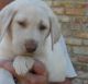 Labrador Retriever Puppies for sale in Chula Vista, CA, USA. price: $500