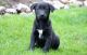 Labrador Retriever Puppies for sale in Hanford, CA 93230, USA. price: NA