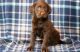 Labrador Retriever Puppies for sale in Hanford, CA 93230, USA. price: NA