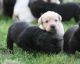 Labrador Retriever Puppies for sale in Berkeley, CA, USA. price: NA