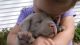 Labrador Retriever Puppies for sale in Berkeley, CA, USA. price: NA