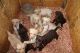 Labrador Retriever Puppies for sale in Richmond, VA, USA. price: $600