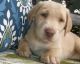 Labrador Retriever Puppies for sale in Waco, TX, USA. price: NA