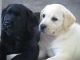 Labrador Retriever Puppies for sale in Issaquah, WA, USA. price: NA