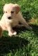 Labrador Retriever Puppies for sale in Alexander, ME 04694, USA. price: NA