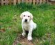 Labrador Retriever Puppies for sale in Orange, VA 22960, USA. price: NA