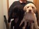 Labrador Retriever Puppies for sale in Minneapolis, MN, USA. price: NA