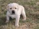 Labrador Retriever Puppies for sale in Baton Rouge, LA, USA. price: NA