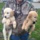 Labrador Retriever Puppies for sale in Kingman, IN 47952, USA. price: NA