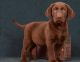 Labrador Retriever Puppies for sale in Caddo Mills, TX 75135, USA. price: NA