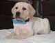Labrador Retriever Puppies for sale in East Los Angeles, CA, USA. price: NA