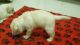 Labrador Retriever Puppies for sale in Beaumont, TX, USA. price: NA