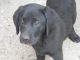 Labrador Retriever Puppies for sale in Wichita, KS, USA. price: $500