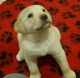 Labrador Retriever Puppies for sale in Montgomery, AL, USA. price: $500