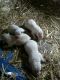 Labrador Retriever Puppies for sale in Foley, MN 56329, USA. price: $750