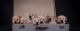 Labrador Retriever Puppies for sale in Montgomery, AL, USA. price: NA