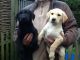 Labrador Retriever Puppies for sale in Boise, ID, USA. price: NA