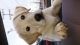 Labrador Retriever Puppies for sale in Baltimore, MD, USA. price: $400