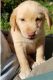 Labrador Retriever Puppies for sale in Abilene, TX, USA. price: NA