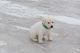 Labrador Retriever Puppies for sale in Miami Gardens, FL, USA. price: NA