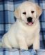 Labrador Retriever Puppies for sale in Alma Center, WI 54611, USA. price: NA
