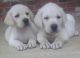 Labrador Retriever Puppies for sale in Bristolville, OH 44402, USA. price: NA