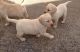 Labrador Retriever Puppies for sale in Lincoln, NE, USA. price: NA