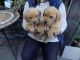 Labrador Retriever Puppies for sale in Bridgeport, WA 98813, USA. price: NA