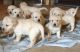 Labrador Retriever Puppies for sale in Belle Center, OH 43310, USA. price: NA