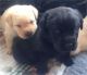 Labrador Retriever Puppies for sale in East Los Angeles, CA, USA. price: NA