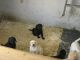 Labrador Retriever Puppies for sale in Washington, DC, USA. price: $200