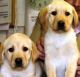 Labrador Retriever Puppies for sale in Concord, CA, USA. price: NA